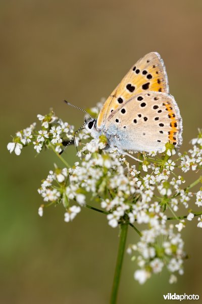 Violette vuurvlinder