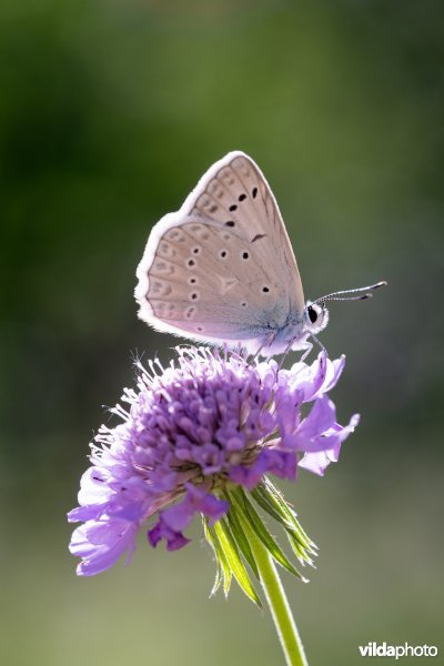 Getand blauwtje
