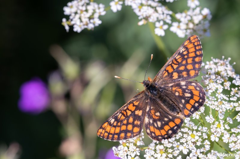 Oranjebonte parelmoervlinder