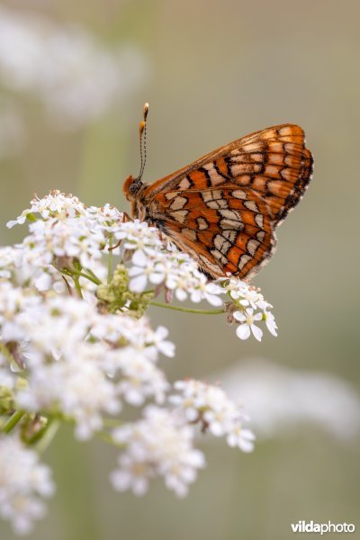 Oranjebonte parelmoervlinder