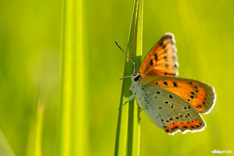 Nederlandse Grote vuurvlinder