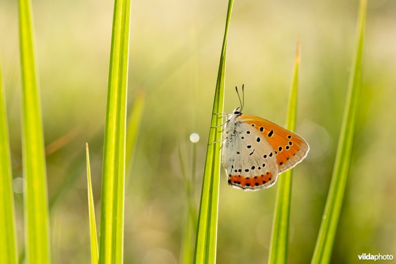 Nederlandse Grote vuurvlinder