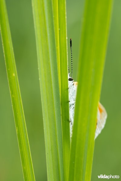 Nederlandse Grote vuurvlinder