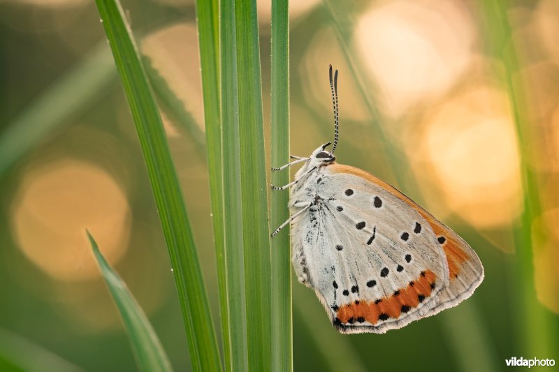 Nederlandse Grote vuurvlinder