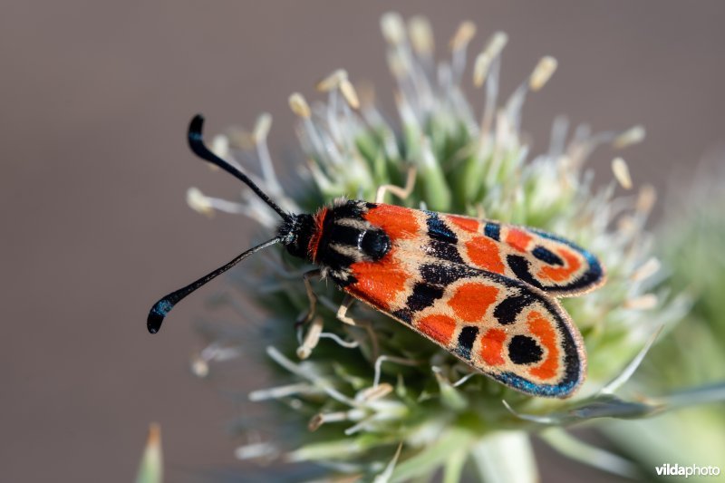 Geelgerande bloedvlekvlinder