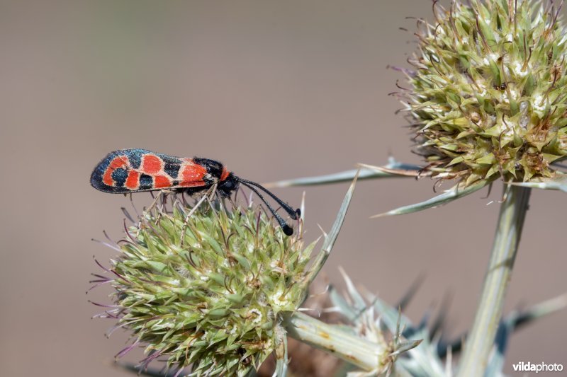 Geelgerande bloedvlekvlinder