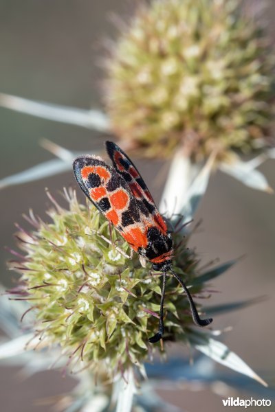 Geelgerande bloedvlekvlinder