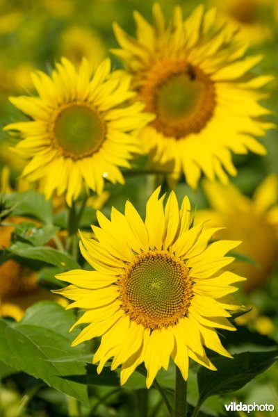 Veld zonnebloemen