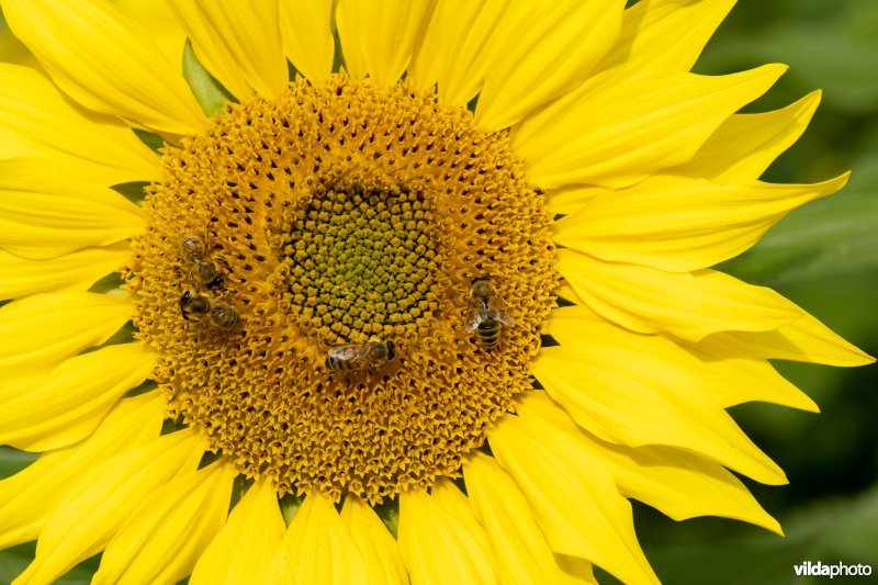 Honingbijen op zonnebloem