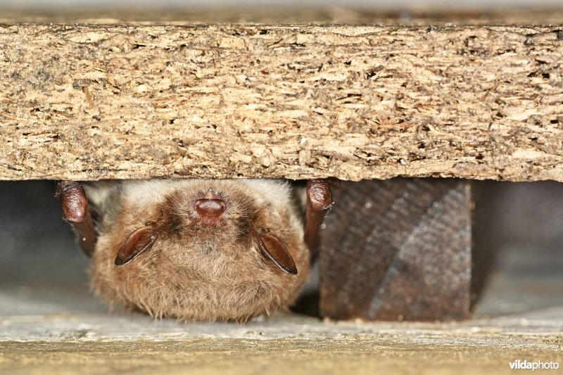 Meervleermuis