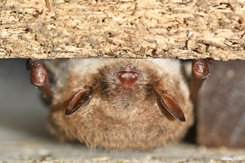 Meervleermuis