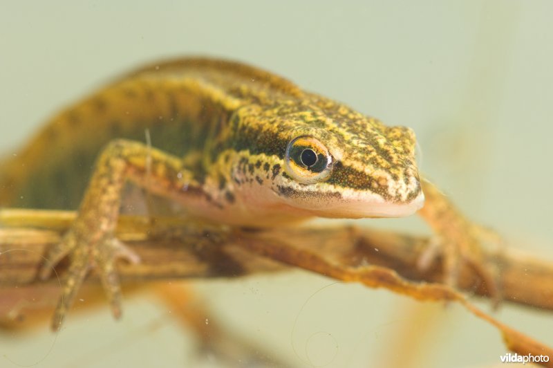 Vinpootsalamander