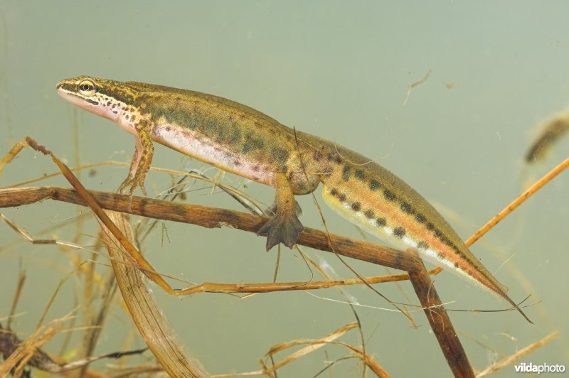 Vinpootsalamander