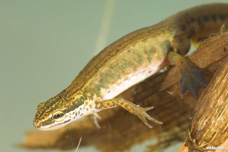 Vinpootsalamander