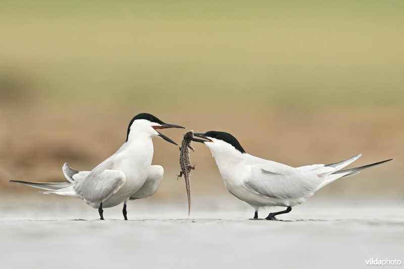 Lachsternen met zandhagedis