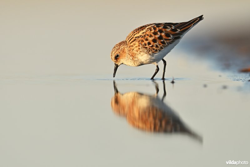 Kleine strandloper