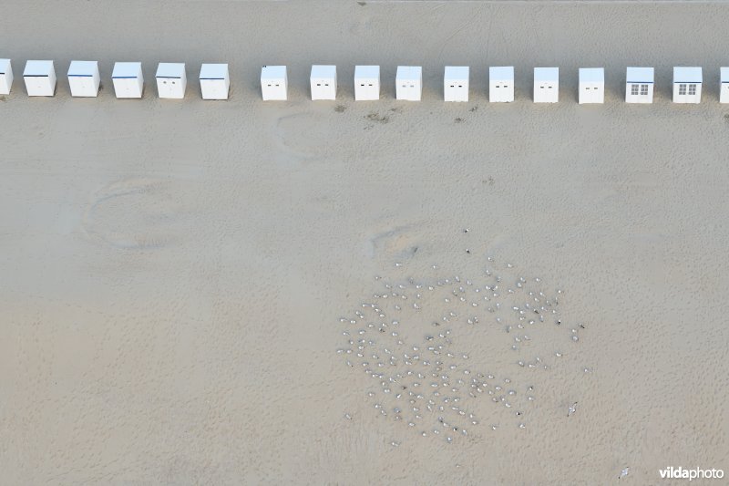 Rustende meeuwen op het strand 