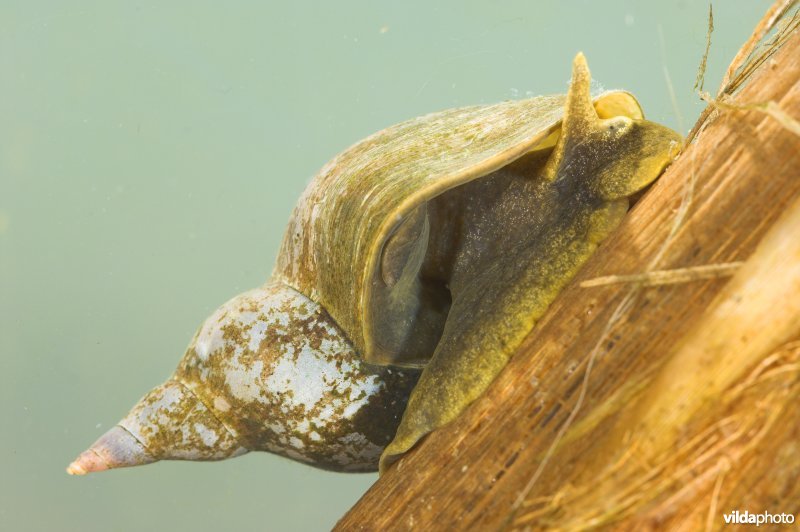 Grote of Gewone poelslak