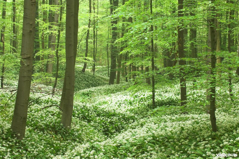 Hallerbos
