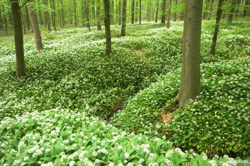 Hallerbos