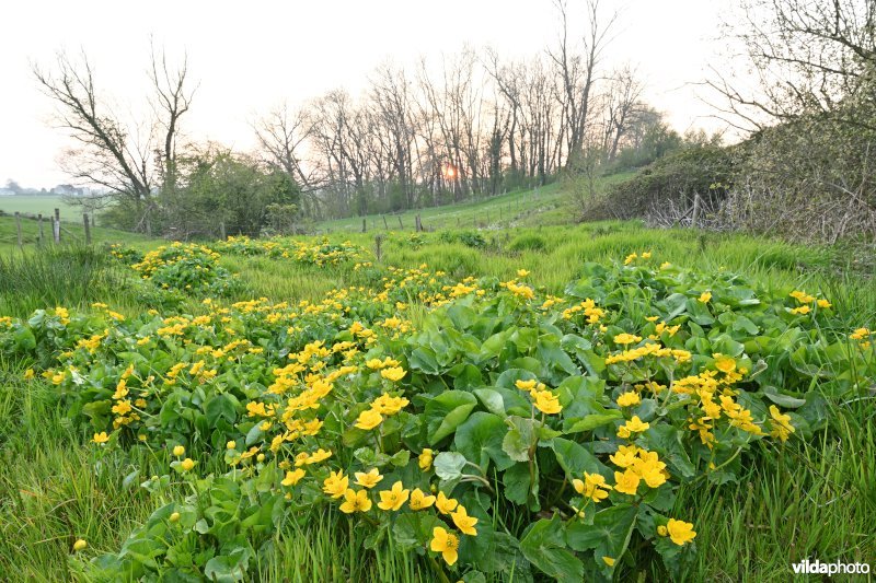 Natuurreservaat De Hellebeek