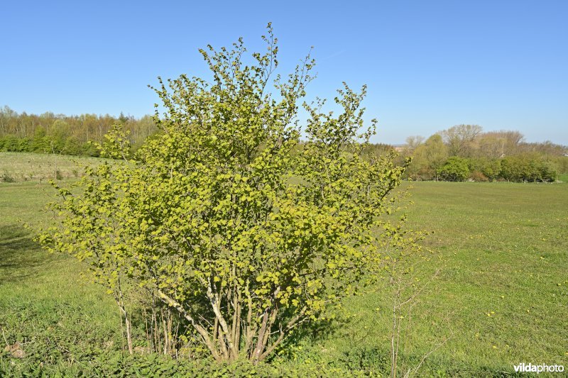 Natuurreservaat De Sulferberg