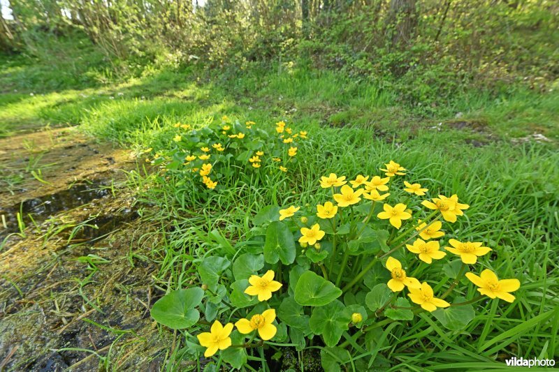 Natuurreservaat Broekelzen