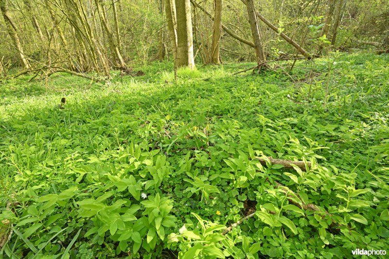 Natuurreservaat Broekelzen