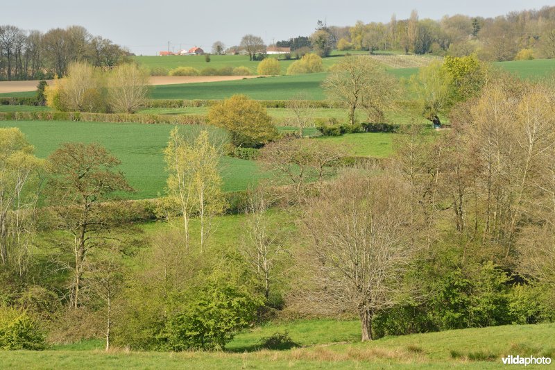 Kleinschalig landschap in het Heuvelland met kleine landschapselementen