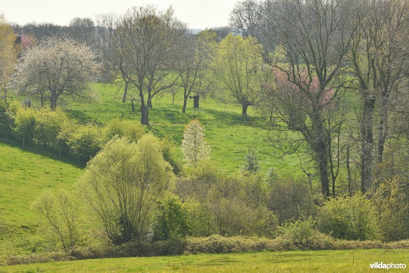 Kleinschalig landschap in het Heuvelland met kleine landschapselementen