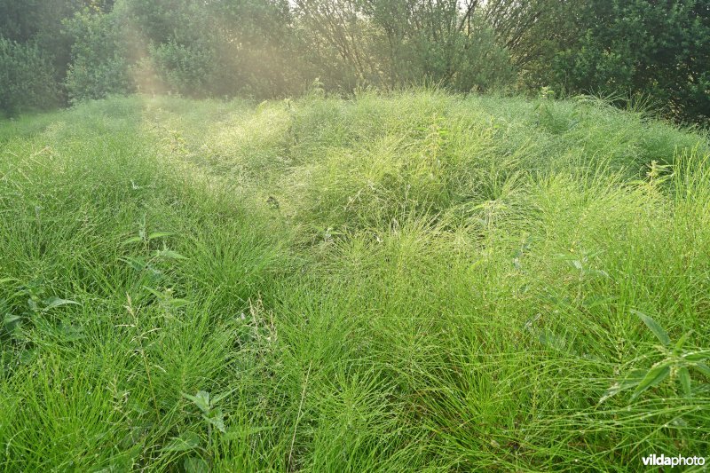 Reuzenpaardestaart in de Douvebeekvallei