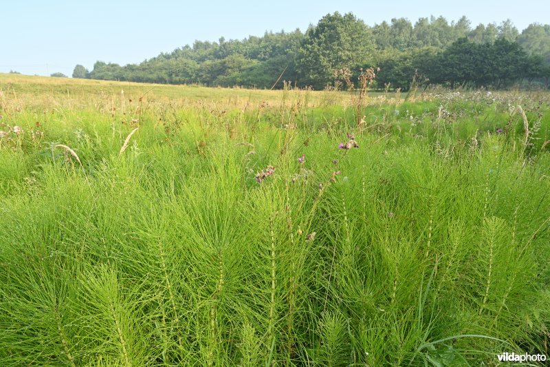 Reuzenpaardestaart in de Douvebeekvallei