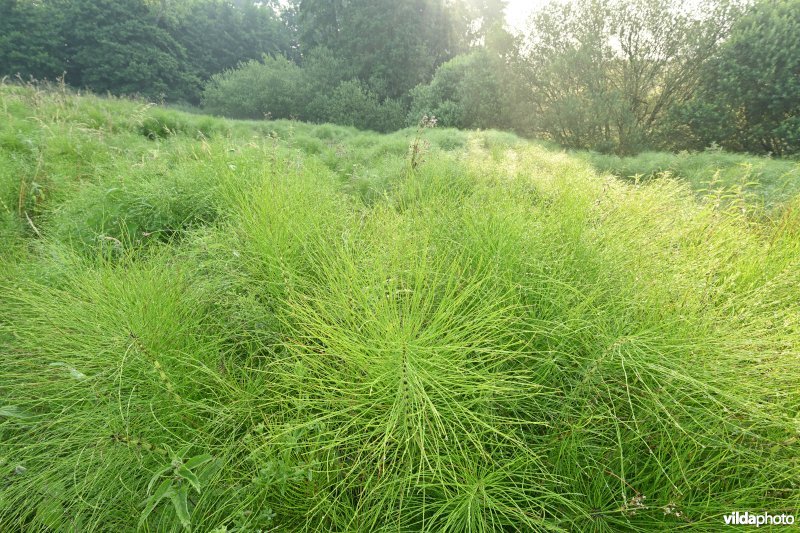 Reuzenpaardestaart in de Douvebeekvallei