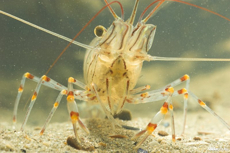 Gezaagde Steurgarnaal