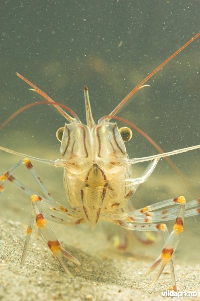 Gezaagde Steurgarnaal