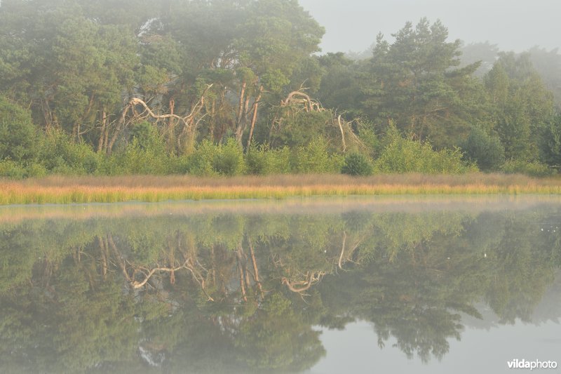 Kraanvennen in de Groote heide