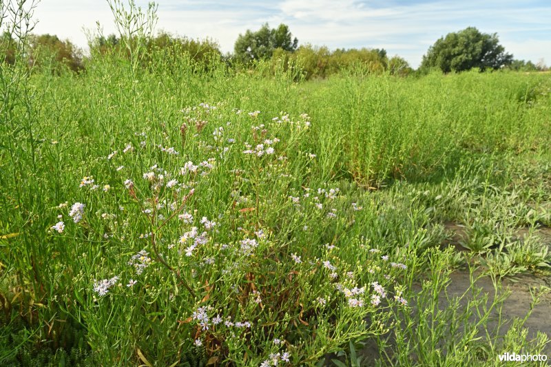 Ketenisseschor