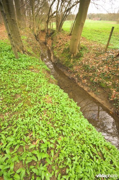 Hallerbos