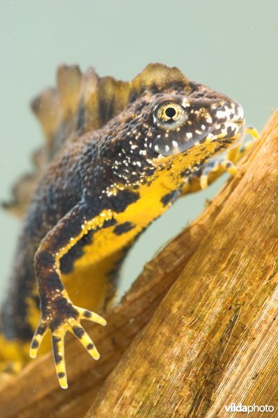 Kamsalamander