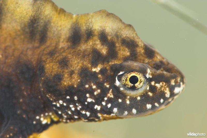 Kamsalamander
