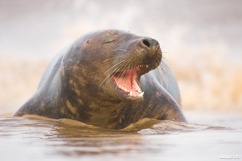 Geeuwende Grijze zeehond