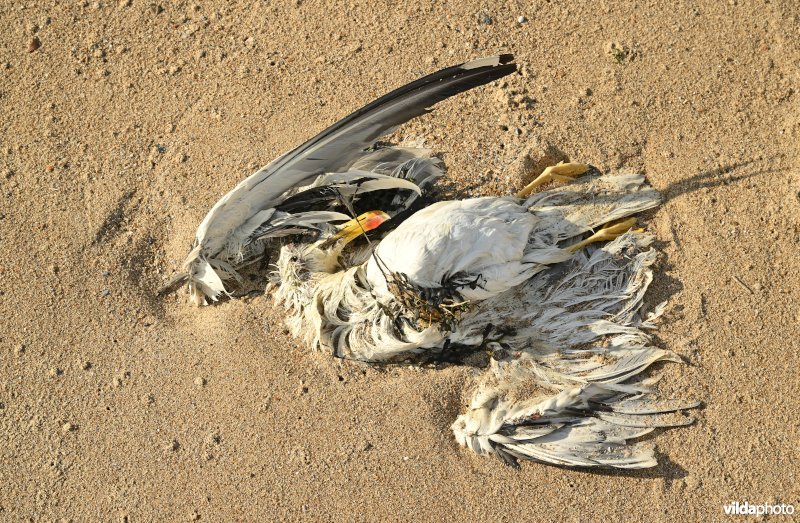 Vogelgriep slachtoffer: Zilvermeeuw