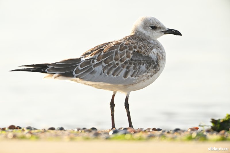 Zwartkopmeeuw