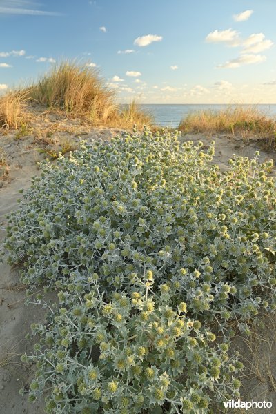 Blauwe zeedistel in het Zwin