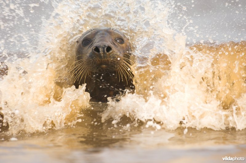 Surfende Grijze zeehond in zeegolf