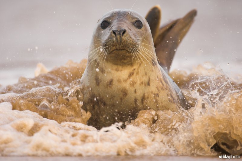 Grijze zeehond