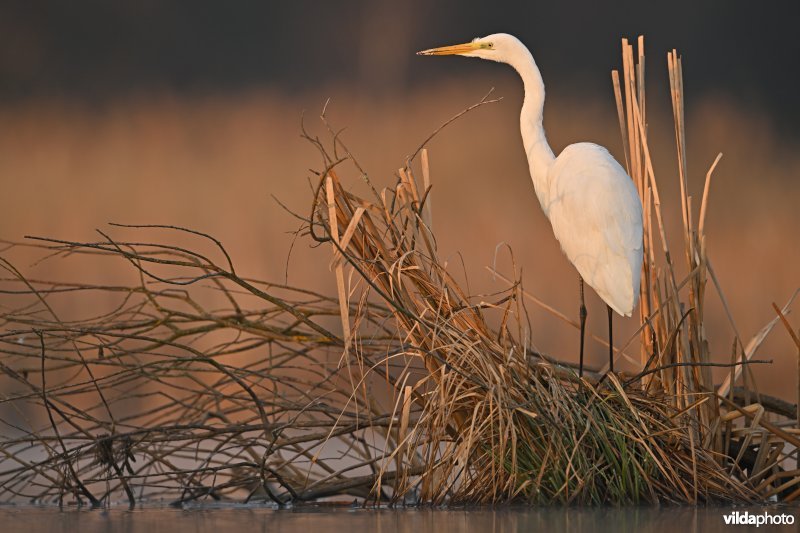 Grote zilverreiger