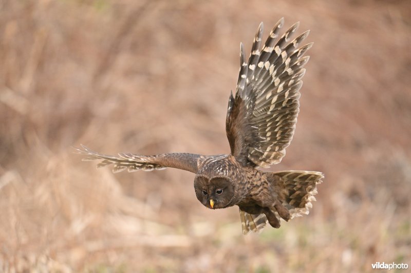 Melanistische Oeraluil