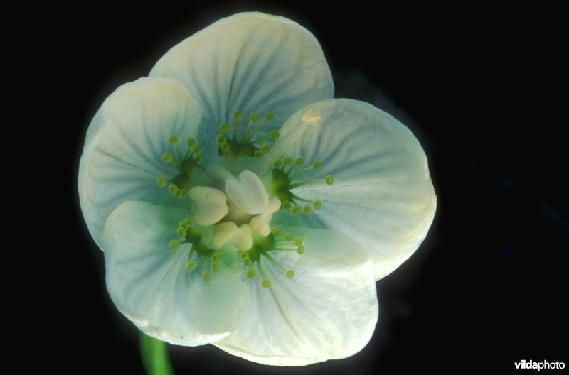 Parnassia