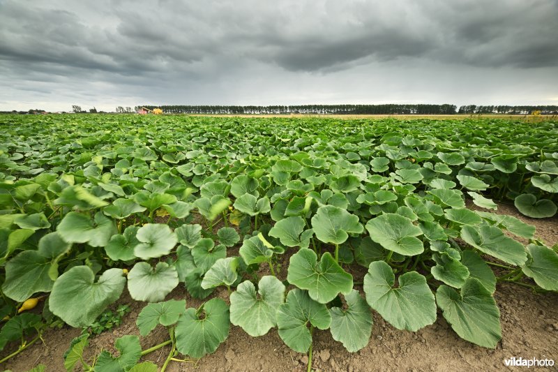 Koningskieldrechtpolder